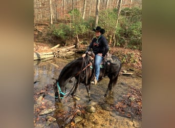 American Quarter Horse, Wallach, 6 Jahre, 150 cm, Rappe