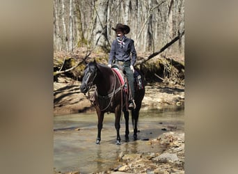 American Quarter Horse, Wallach, 6 Jahre, 150 cm, Rappe