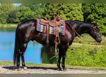 American Quarter Horse, Wallach, 6 Jahre, 150 cm, Rappe