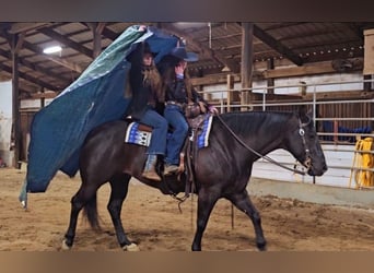 American Quarter Horse, Wallach, 6 Jahre, 150 cm, Rappe