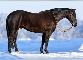 American Quarter Horse, Wallach, 6 Jahre, 150 cm, Rappe