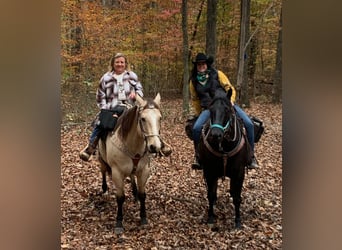 American Quarter Horse, Wallach, 6 Jahre, 150 cm, Rappe