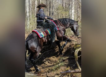 American Quarter Horse, Wallach, 6 Jahre, 150 cm, Rappe