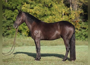 American Quarter Horse, Wallach, 6 Jahre, 150 cm, Rappe