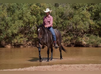 American Quarter Horse, Wallach, 6 Jahre, 150 cm, Roan-Bay