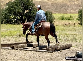 American Quarter Horse, Wallach, 6 Jahre, 150 cm, Roan-Bay
