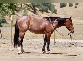 American Quarter Horse, Wallach, 6 Jahre, 150 cm, Roan-Bay
