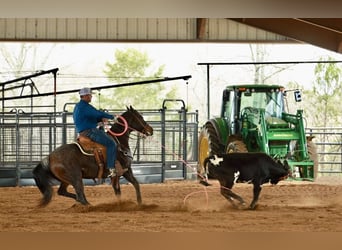 American Quarter Horse, Wallach, 6 Jahre, 150 cm, Roan-Bay