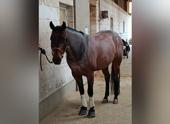 American Quarter Horse, Wallach, 6 Jahre, 150 cm, Roan-Bay