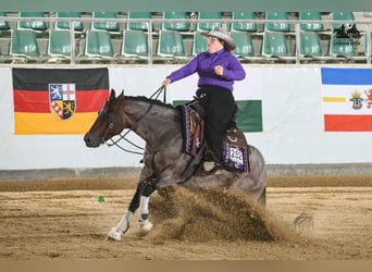 American Quarter Horse, Wallach, 6 Jahre, 150 cm, Roan-Bay