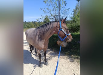 American Quarter Horse, Wallach, 6 Jahre, 150 cm, Roan-Bay