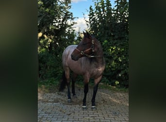 American Quarter Horse, Wallach, 6 Jahre, 150 cm, Roan-Bay