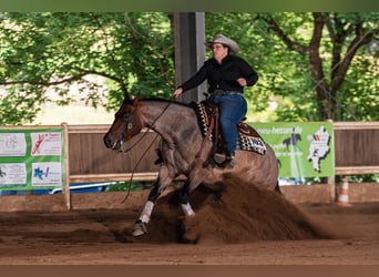 American Quarter Horse, Wallach, 6 Jahre, 150 cm, Roan-Bay