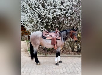 American Quarter Horse, Wallach, 6 Jahre, 150 cm, Roan-Bay