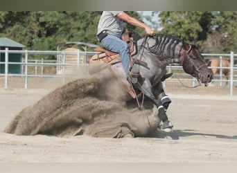 American Quarter Horse, Wallach, 6 Jahre, 150 cm, Roan-Bay