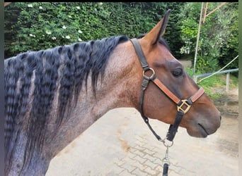 American Quarter Horse, Wallach, 6 Jahre, 150 cm, Roan-Bay