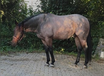 American Quarter Horse, Wallach, 6 Jahre, 150 cm, Roan-Bay