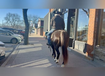 American Quarter Horse, Wallach, 6 Jahre, 150 cm, Roan-Blue