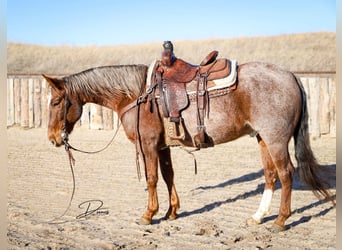American Quarter Horse, Wallach, 6 Jahre, 150 cm, Roan-Red