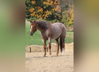 American Quarter Horse, Wallach, 6 Jahre, 150 cm, Roan-Red