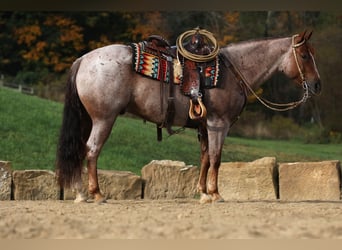 American Quarter Horse, Wallach, 6 Jahre, 150 cm, Roan-Red