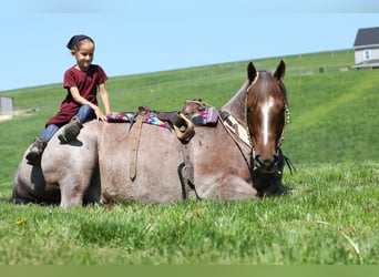 American Quarter Horse, Wallach, 6 Jahre, 150 cm, Roan-Red