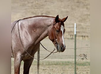 American Quarter Horse, Wallach, 6 Jahre, 150 cm, Roan-Red
