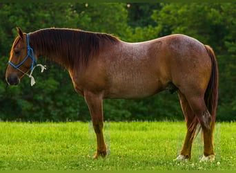 American Quarter Horse, Wallach, 6 Jahre, 150 cm, Roan-Red