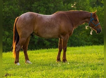 American Quarter Horse, Wallach, 6 Jahre, 150 cm, Roan-Red