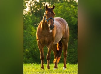 American Quarter Horse, Wallach, 6 Jahre, 150 cm, Roan-Red