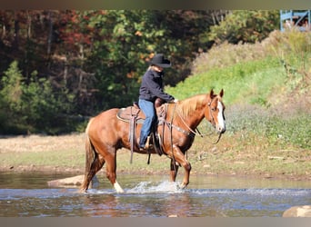 American Quarter Horse, Wallach, 6 Jahre, 150 cm, Rotfuchs