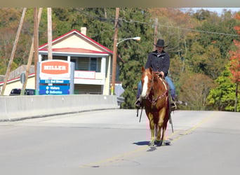 American Quarter Horse, Wallach, 6 Jahre, 150 cm, Rotfuchs