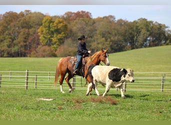 American Quarter Horse, Wallach, 6 Jahre, 150 cm, Rotfuchs