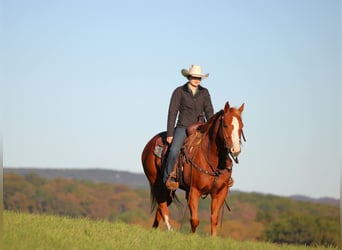 American Quarter Horse, Wallach, 6 Jahre, 150 cm, Rotfuchs