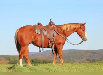 American Quarter Horse, Wallach, 6 Jahre, 150 cm, Rotfuchs
