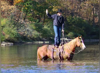 American Quarter Horse, Wallach, 6 Jahre, 150 cm, Rotfuchs
