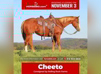 American Quarter Horse, Wallach, 6 Jahre, 150 cm, Rotfuchs