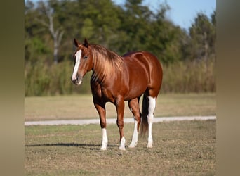 American Quarter Horse, Wallach, 6 Jahre, 150 cm, Rotfuchs