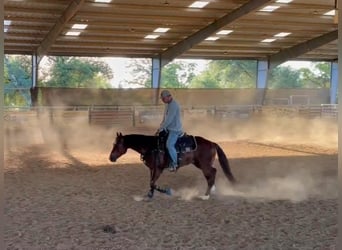 American Quarter Horse, Wallach, 6 Jahre, 150 cm, Rotfuchs