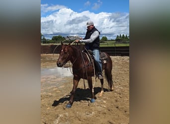 American Quarter Horse, Wallach, 6 Jahre, 150 cm, Rotfuchs