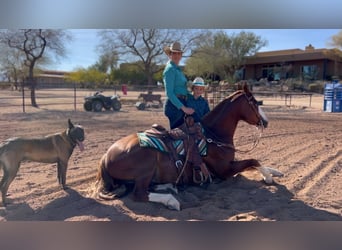 American Quarter Horse, Wallach, 6 Jahre, 150 cm, Rotfuchs