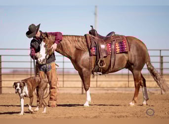 American Quarter Horse, Wallach, 6 Jahre, 150 cm, Rotfuchs