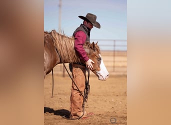 American Quarter Horse, Wallach, 6 Jahre, 150 cm, Rotfuchs