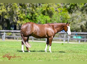American Quarter Horse, Wallach, 6 Jahre, 150 cm, Rotfuchs