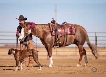 American Quarter Horse, Wallach, 6 Jahre, 150 cm, Rotfuchs
