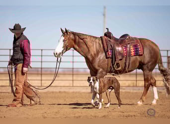 American Quarter Horse, Wallach, 6 Jahre, 150 cm, Rotfuchs