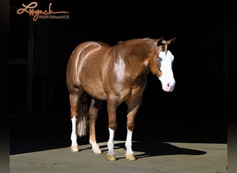 American Quarter Horse, Wallach, 6 Jahre, 150 cm, Rotfuchs