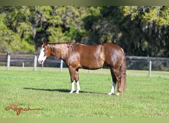 American Quarter Horse, Wallach, 6 Jahre, 150 cm, Rotfuchs