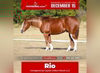 American Quarter Horse, Wallach, 6 Jahre, 150 cm, Rotfuchs