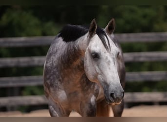 American Quarter Horse, Wallach, 6 Jahre, 150 cm, Schimmel